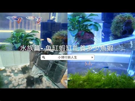 小魚缸養魚數量